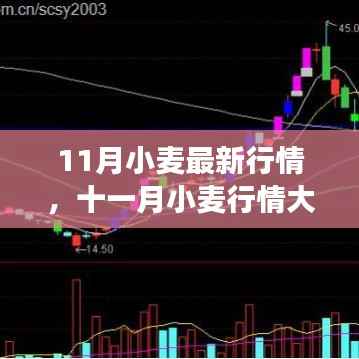 十一月小麦行情深度解析,最新动态与全面市场分析