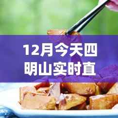 四明山冬季山林直播,静谧生机探寻记