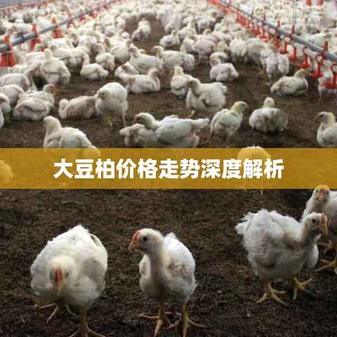 大豆柏价格走势深度解析