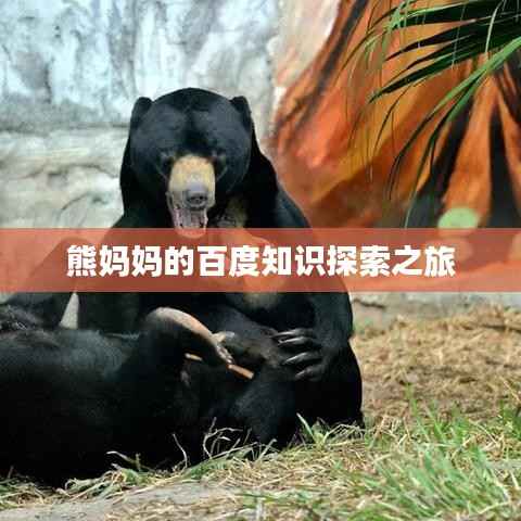 熊妈妈的百度知识探索之旅